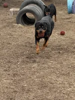 Dex, a male Rottweiler for sale in Walnut, IL – Photo 4 of 4