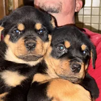 Dex, a male Rottweiler for sale in Walnut, IL – Photo 1 of 8