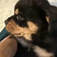 Dex, a male Rottweiler for sale in Walnut, IL – Photo 6 of 8