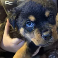 Dex, a male Rottweiler for sale in Walnut, IL – Photo 2 of 8