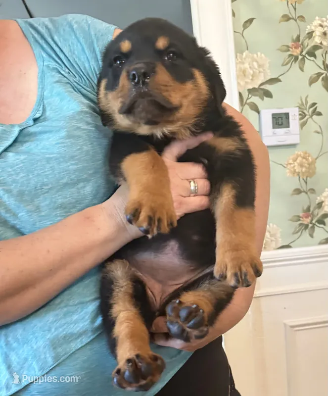 Akc female  – Rottweiler puppy for sale in Walnut, IL