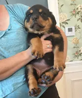 Akc female , a female Rottweiler for sale in Walnut, IL – 1 of 9