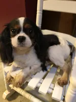 Nell, a female Cavalier King Charles Spaniel for sale in Walnut, IL – Photo 1 of 3