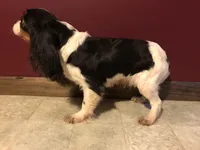 Nell, a female Cavalier King Charles Spaniel for sale in Walnut, IL – Photo 2 of 3