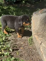 Akc male, a male Rottweiler for sale in Walnut, IL – 3 of 6