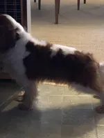 Rocket, a male Cavalier King Charles Spaniel for sale in Walnut, IL – Photo 3 of 5