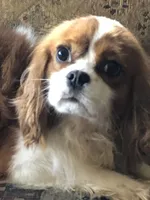 Rocket, a male Cavalier King Charles Spaniel for sale in Walnut, IL – Photo 1 of 5