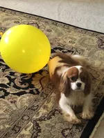 Rocket, a male Cavalier King Charles Spaniel for sale in Walnut, IL – Photo 5 of 5