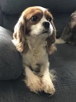 Rocket, a male Cavalier King Charles Spaniel for sale in Walnut, IL – Photo 2 of 5