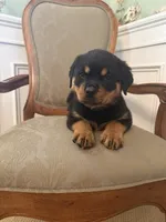 Akc female , a female Rottweiler for sale in Walnut, IL – 8 of 9