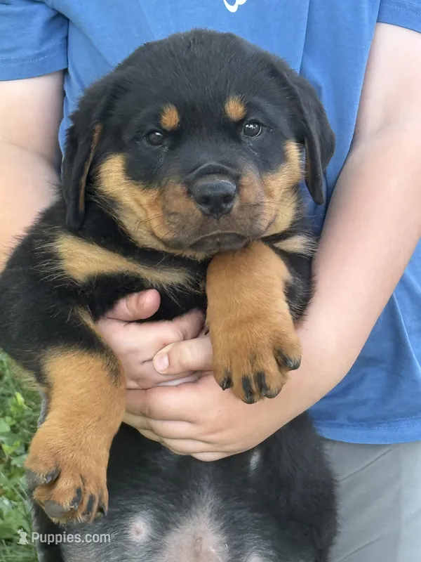 Akc male – Rottweiler puppy for sale in Walnut, IL