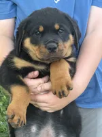 Akc male, a male Rottweiler for sale in Walnut, IL – 1 of 6
