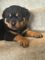 Akc female , a female Rottweiler for sale in Walnut, IL – 2 of 9