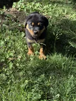 Akc male, a male Rottweiler for sale in Walnut, IL – 6 of 6
