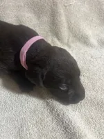 Purple , a male Labrador Retriever for sale in Lovelady, TX – 2 of 2