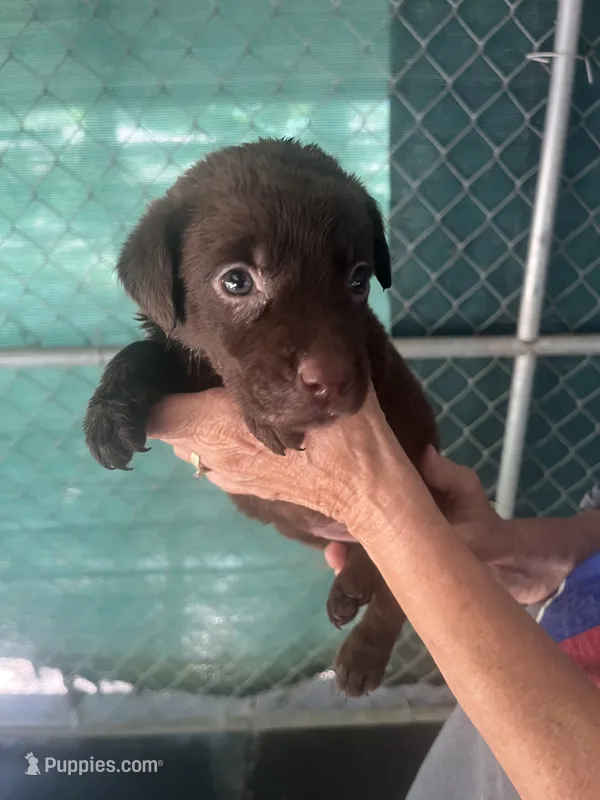 Yellow – Labrador Retriever puppy for sale in Lovelady, TX