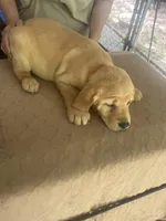 Oranga, a female Labrador Retriever for sale in Lovelady, TX – Photo 6 of 7