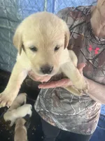 Oranga, a female Labrador Retriever for sale in Lovelady, TX – Photo 3 of 7