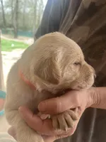 Oranga, a female Labrador Retriever for sale in Lovelady, TX – Photo 4 of 4