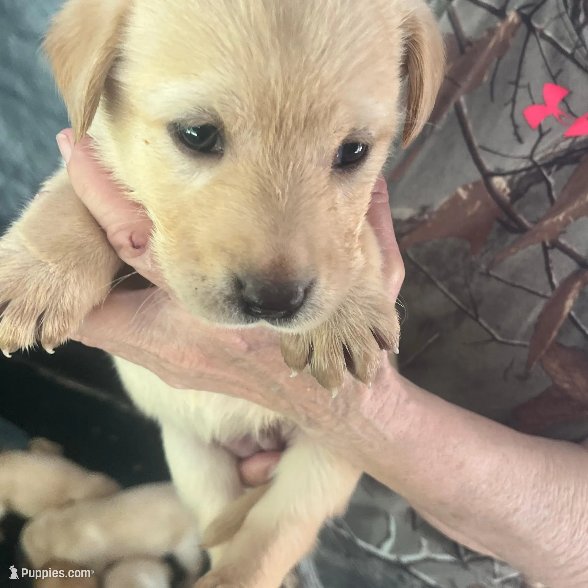Oranga – Labrador Retriever puppy for sale in Lovelady, TX