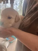 Oranga, a female Labrador Retriever for sale in Lovelady, TX – Photo 2 of 4