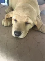 Oranga, a female Labrador Retriever for sale in Lovelady, TX – Photo 4 of 7