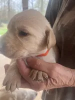 Oranga, a female Labrador Retriever for sale in Lovelady, TX – Photo 3 of 4
