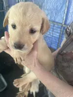 Oranga, a female Labrador Retriever for sale in Lovelady, TX – Photo 2 of 7