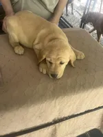 Oranga, a female Labrador Retriever for sale in Lovelady, TX – Photo 5 of 7