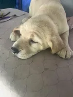 Oranga, a female Labrador Retriever for sale in Lovelady, TX – Photo 7 of 7