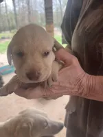 Oranga, a female Labrador Retriever for sale in Lovelady, TX – Photo 1 of 4
