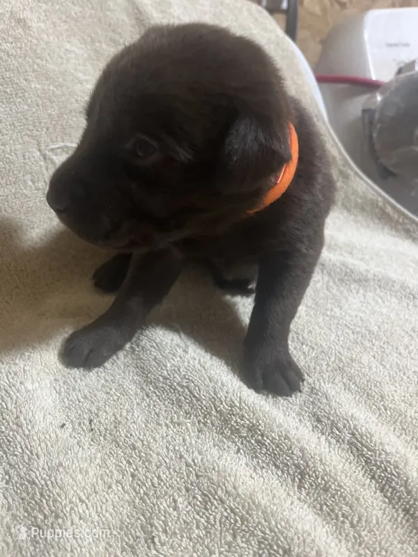 Orange – Labrador Retriever puppy for sale in Lovelady, TX