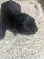 Bo, a male Labrador Retriever for sale in Lovelady, TX – Photo 2 of 3