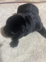 Bo, a male Labrador Retriever for sale in Lovelady, TX – Photo 3 of 3