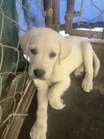 Blue, a male Labrador Retriever for sale in Lovelady, TX – 2 of 2