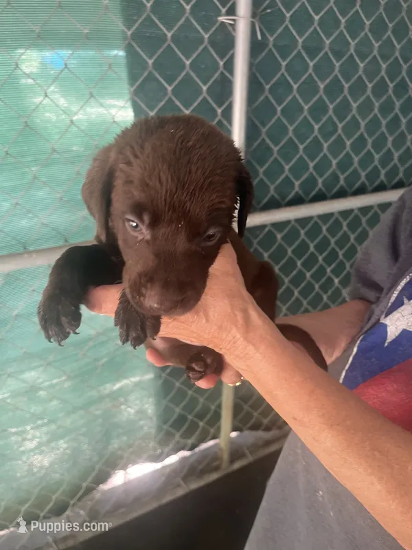Orange – Labrador Retriever puppy for sale in Lovelady, TX