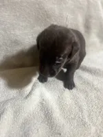 Gray, a male Labrador Retriever for sale in Lovelady, TX – 2 of 2