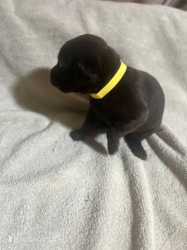 Yellow – Labrador Retriever puppy for sale in Lovelady, TX
