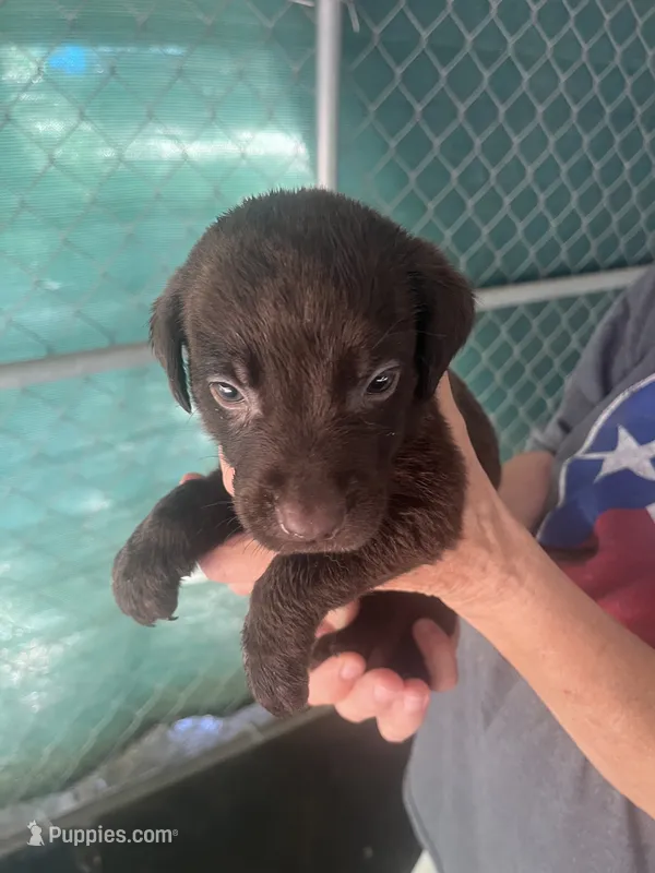 Green – Labrador Retriever puppy for sale in Lovelady, TX