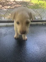Blue, a male Labrador Retriever for sale in Lovelady, TX – 2 of 4