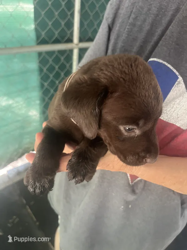 Pink – Labrador Retriever puppy for sale in Lovelady, TX