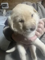 Purple, a male Labrador Retriever for sale in Lovelady, TX – Photo 2 of 3