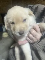 Purple, a male Labrador Retriever for sale in Lovelady, TX – Photo 3 of 3