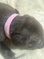 Pink, a female Labrador Retriever for sale in Lovelady, TX – 2 of 3