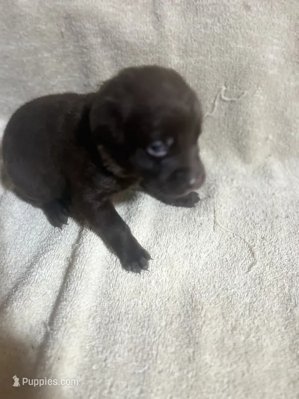 Brown – Labrador Retriever puppy for sale in Lovelady, TX