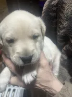 processed/09a89435-71de-4e87-bab7-82c2d64ec0ba/listing/5fec24c3-a3e2-4f25-a399-14c2de378cbd/8c57df33-18c9-40fd-a0b8-351c5693f4d8