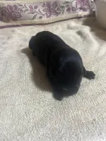 Babr, a female Labrador Retriever for sale in Lovelady, TX – Photo 3 of 4