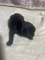 Babr, a female Labrador Retriever for sale in Lovelady, TX – Photo 2 of 4