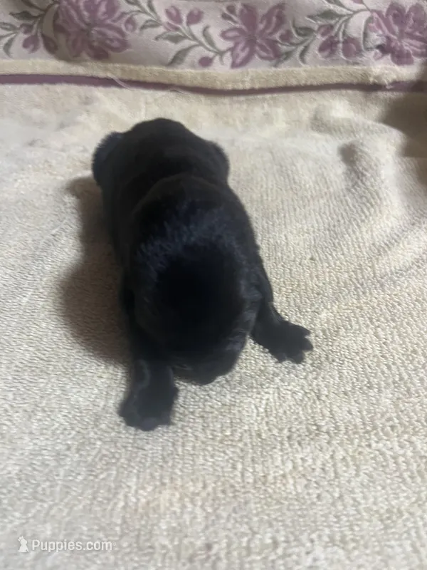 Babr – Labrador Retriever puppy for sale in Lovelady, TX