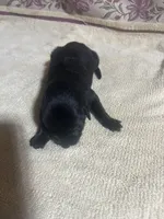 Babr, a female Labrador Retriever for sale in Lovelady, TX – Photo 4 of 4